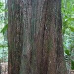 Pouteria hispida Corteza