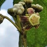 Cynanchum gonoloboides Flower