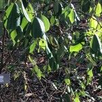 Lindera aggregata Hoja