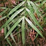 Pteris cretica Blatt
