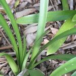 Clivia miniata Leaf