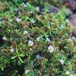 Frankenia ericifolia Квітка