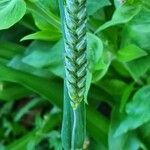 Triticum aestivumപുഷ്പം