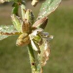 Glinus lotoides Leaf