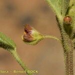 Cleome amblyocarpa Bark