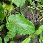 Rumex pulcher Likasa