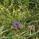 Muscari matritense Flower