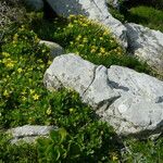 Chrysanthemoides monilifera Flor