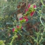 Sarcopoterium spinosum Flower