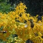 Solidago missouriensis 花