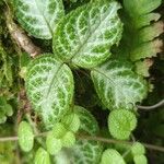 Episcia cupreata 葉