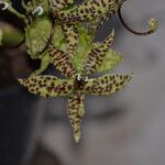 Cycnoches pentadactylon Flower