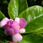 Pereskia grandifolia Цветок