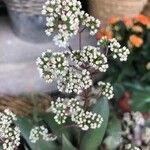 Crassula orbicularis Flor