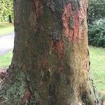 Zelkova carpinifolia Bark