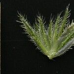 Rostellularia mollissima Blad