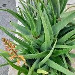 Aloe officinalis 花