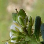 Iberis saxatilis Fruit