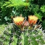 Ferocactus herrerae Flower