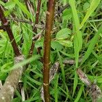 Salix myrsinifolia Bark