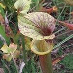 Sarracenia flava Likasa