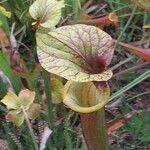 Sarracenia flava Folha