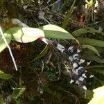 Bulbophyllum occlusum Elinympäristö