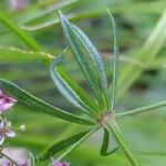 Galium rubrum Autre