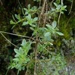 Thymus longicaulis 形態