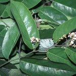 Securidaca paniculata Çiçek