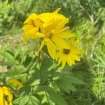 Helianthus strumosus ফুল