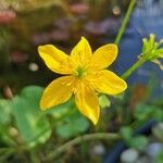 Ranunculus thora Bloem