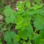 Euphorbia peplus Flor