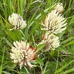 Trifolium ochroleucon Květ