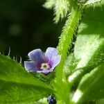 Asperugo procumbens Flor