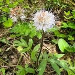 Hydrophyllum capitatum Blomst