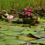 Nymphaea ampla 整株植物