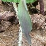 Epipactis microphylla Листок