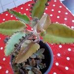 Kalanchoe daigremontianaΦύλλο