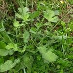 Brassica fruticulosa Hoja