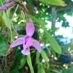 Spathoglottis unguiculata Цветок