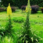 Verbascum speciosum Folha