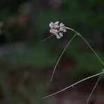 Luzula nivea Квітка