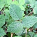 Rubus nigricans Blatt