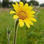 Tithonia tubaeformis Bloem