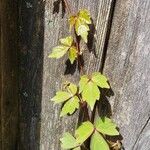 Parthenocissus tricuspidataপাতা