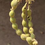 Erythrina abyssinica Fruit