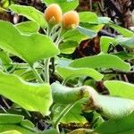 Solanum abutiloides Hábitos