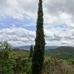 Cupressus sempervirens Habitus