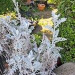 Jacobaea maritima Folha